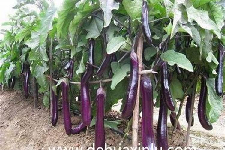 茄子施什么肥最好