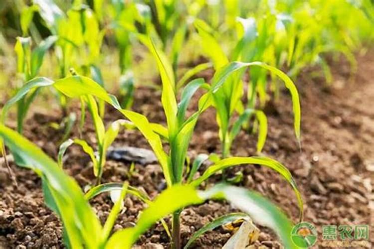 大豆开花期打什么叶面肥好 大豆用什么肥