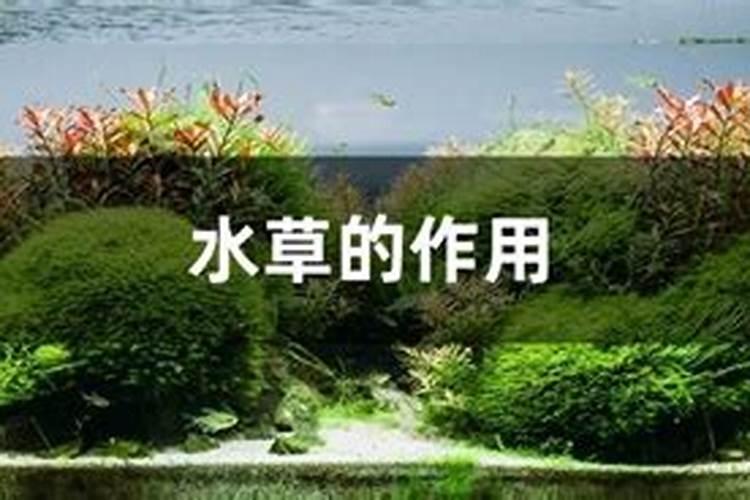 十一月草坪的养护管理要点