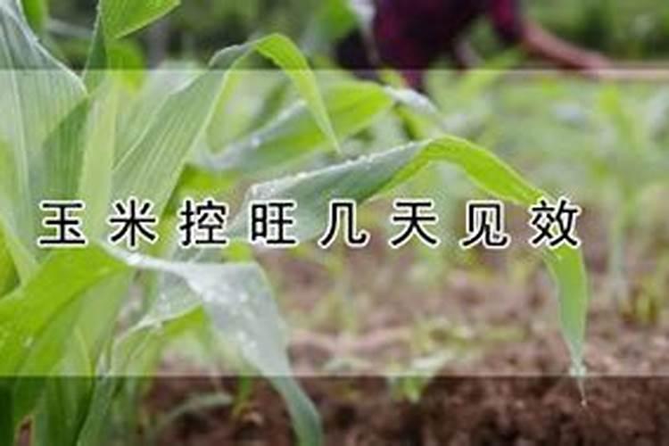 玉米什么时候喷控制矮化药好