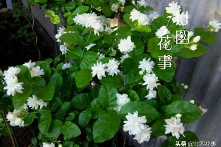 柚子树开花期间能打叶面肥吗？