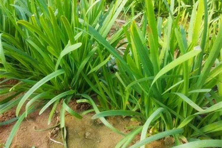 韭菜专用高产叶面肥什么时候用？韭菜黄叶死苗怎么解决？
