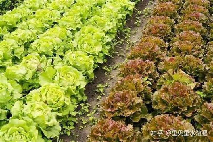 莴笋催芽后如何播种？