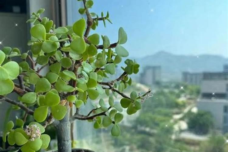 金枝玉叶夏天可以晒太阳吗