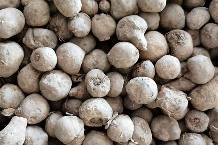 魔芋与哪些农作物套种有优势