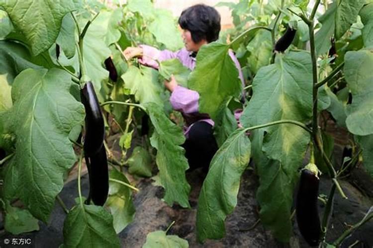 如何治茄子黄叶病