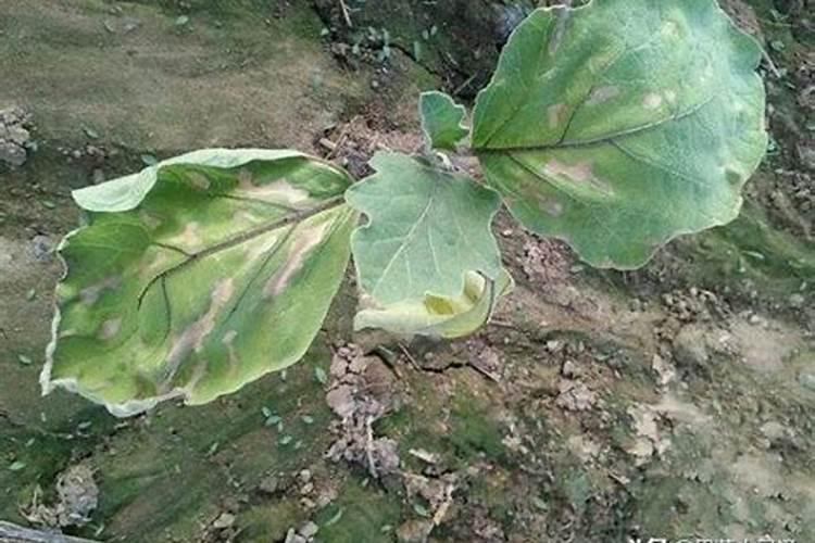 茄子施肥用什么肥料好