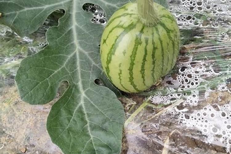 西瓜开始追施结果肥,应该施入什么肥料？