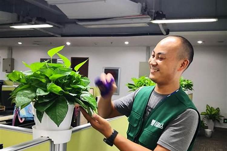 给花擦点这个,叶子贼绿,从不发黄!
