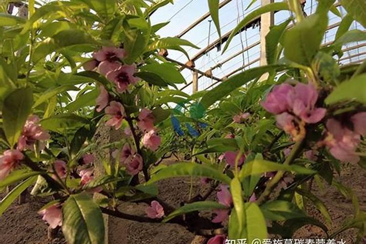 高温干旱天气,如何施肥