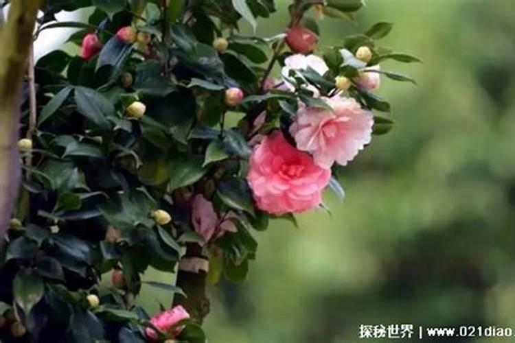 盆栽茶花施什么肥好(茶花施什么肥比较好)