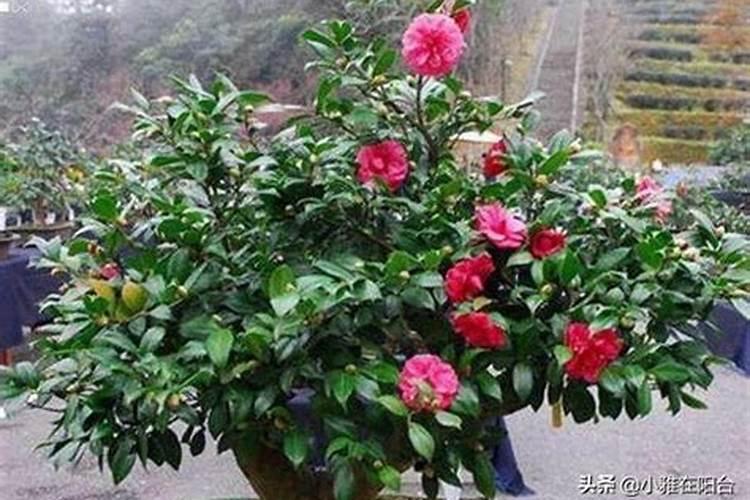 茶花施什么肥料最好 茶花施肥的正确方法