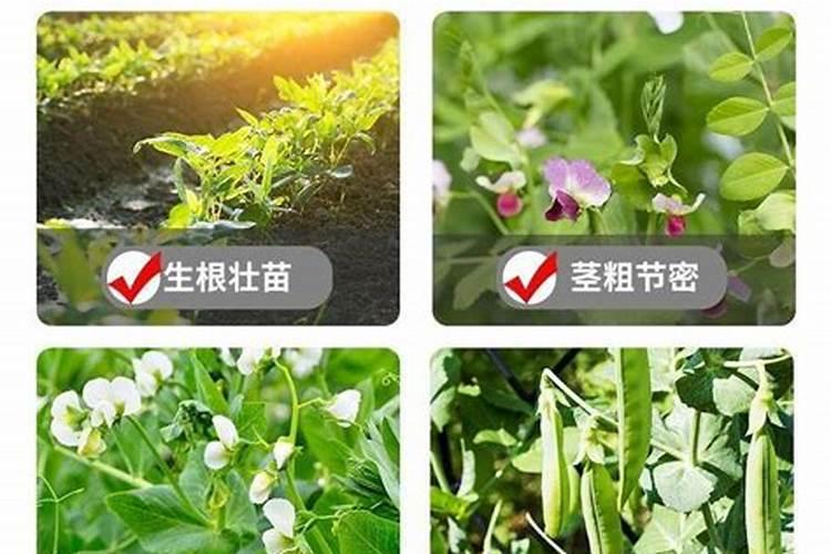 种植豆类用什么比例的复合肥,一亩用多少