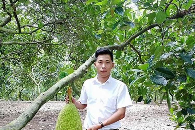 菠萝蜜树在北方能不能开花结果？