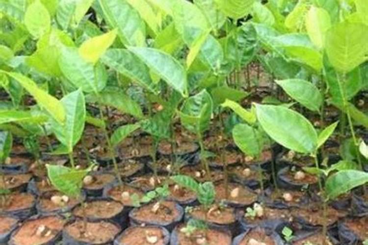 菠萝蜜小苗干半个月薄膜会死吗