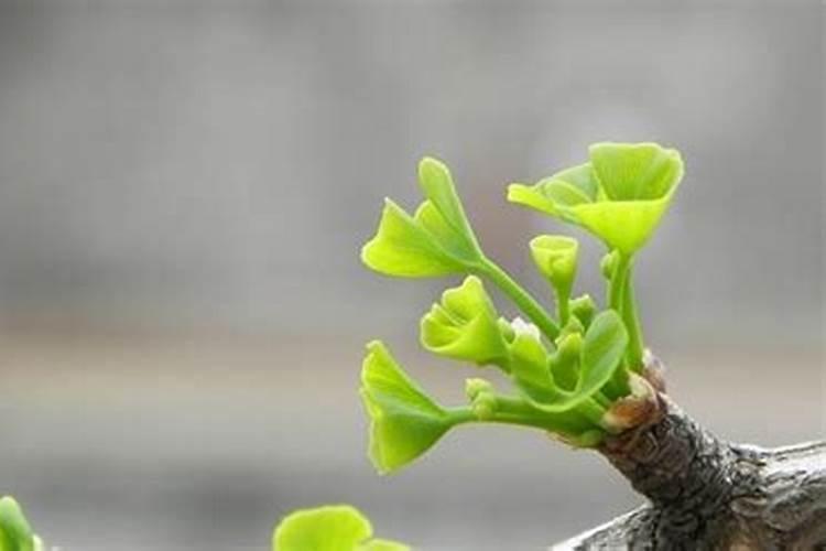 银杏树移栽后的养护