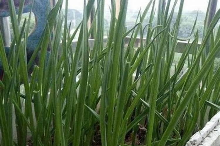 大蒜浇水的正确方法,什么时候给大蒜浇水比较合适