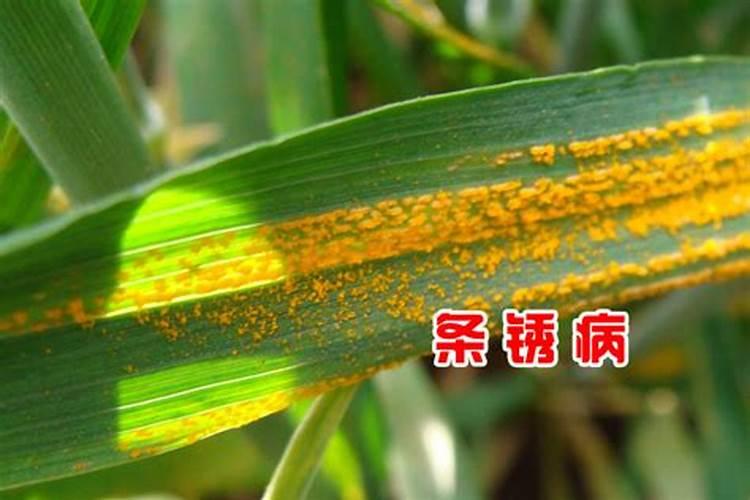 小麦锈病防治方法
