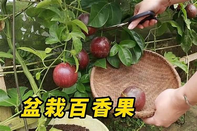 一颗百香果苗用50克硼肥会不会导致硼中毒？
