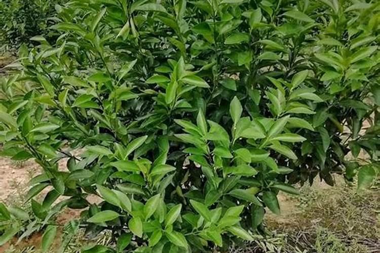 柑橘开花期可以喷硝酸按钙肥料吗