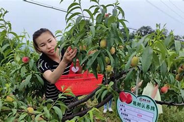 桃子在采摘前多长时间施钾肥？