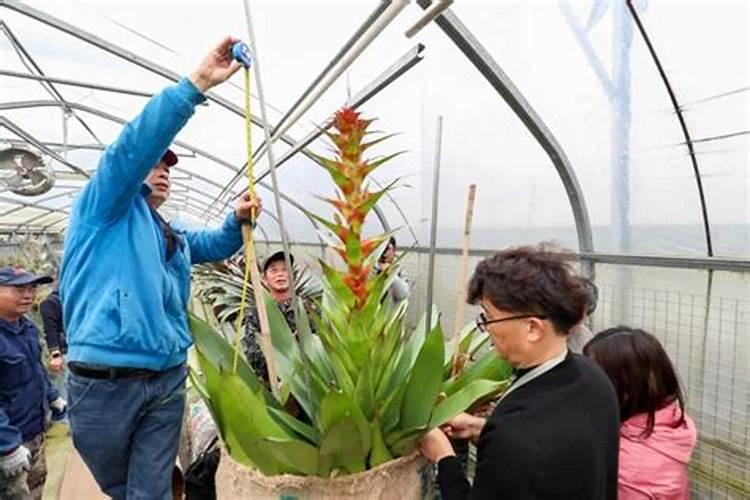 豆科植物不需要氮肥的原因
