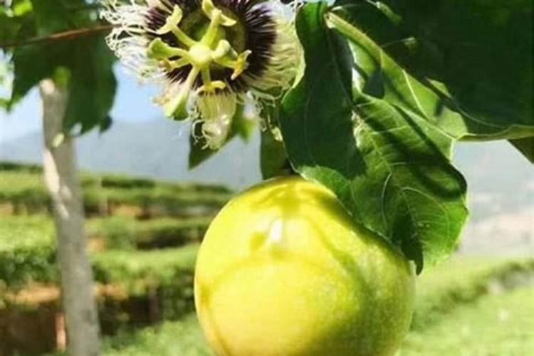 百香果种植什么时候用钾肥？