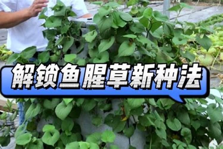 鱼腥草能晒太阳吗？鱼腥草怎么才能长好？