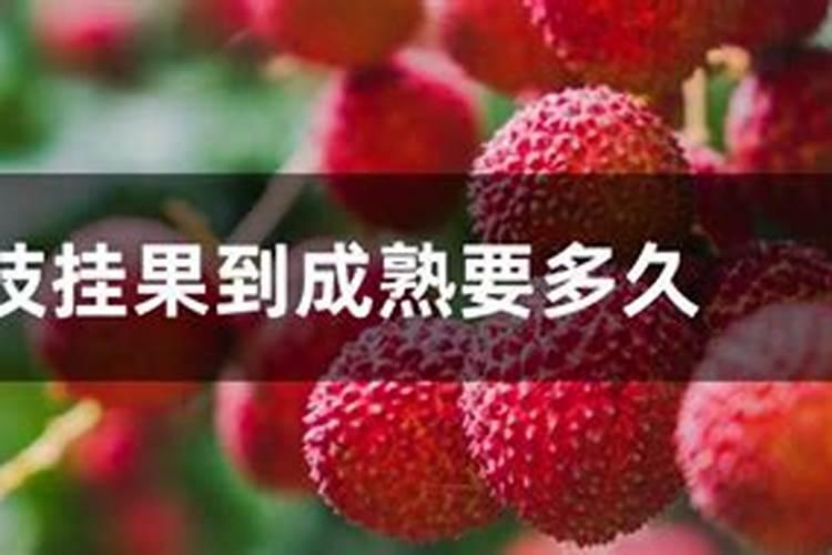 荔枝最佳的施肥时间 荔枝什么时候施肥