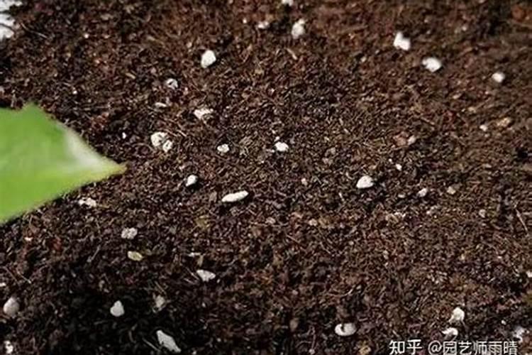 养花小飞虫怎么消灭小窍门;草木灰的用法