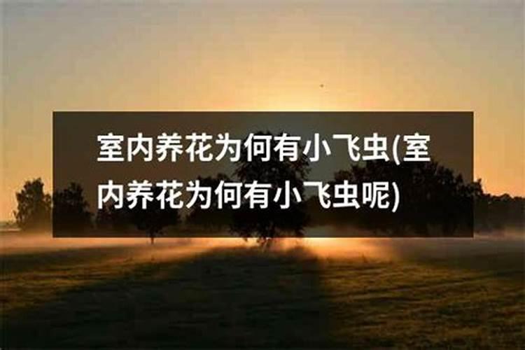 蚊香灰放在花盆里有什么作用