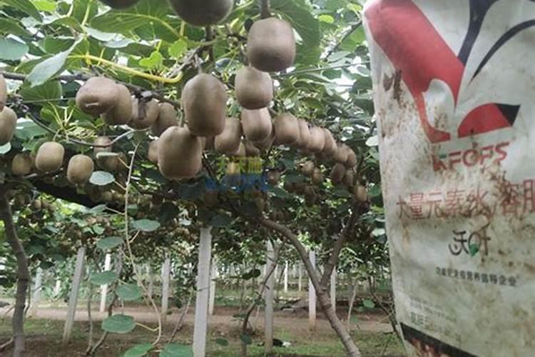 盆栽什么芒果品种(盆栽芒果图片欣赏)