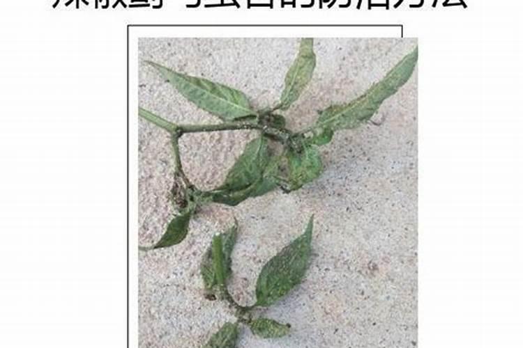 各位老师这辣椒该用什么药好？ 谢谢!