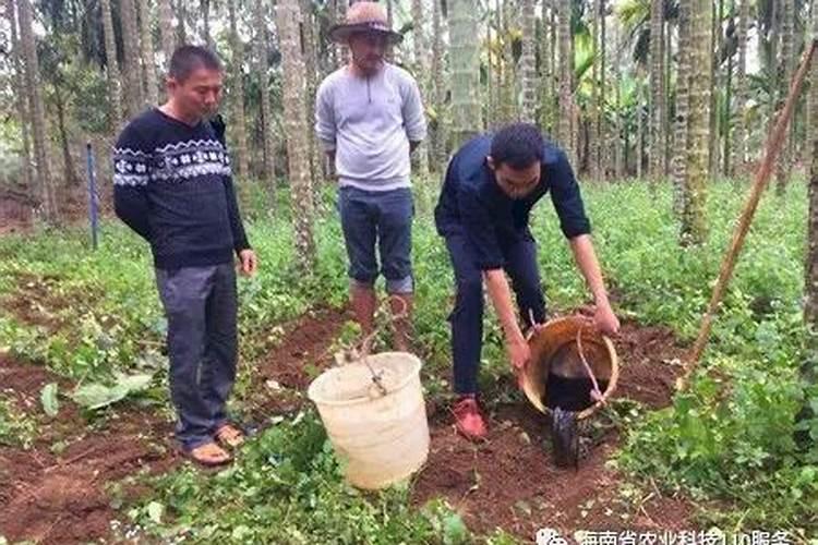槟榔苗种多久可以施生根水种肥料？