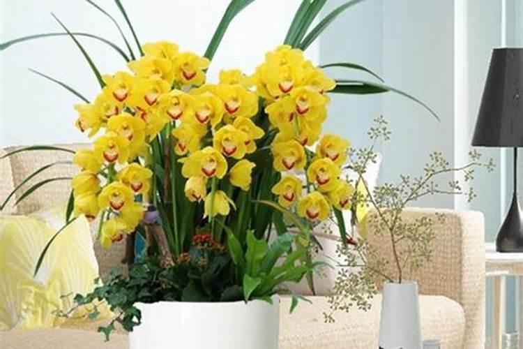 兰花怎么养护秋芽呼呼冒