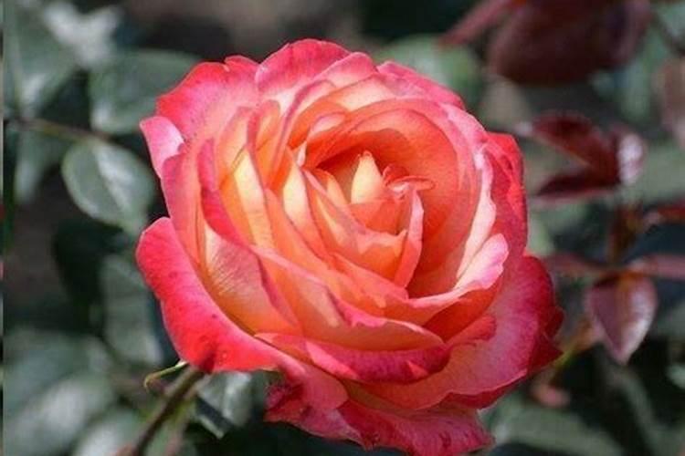 月季花摘芽后如何正确施肥