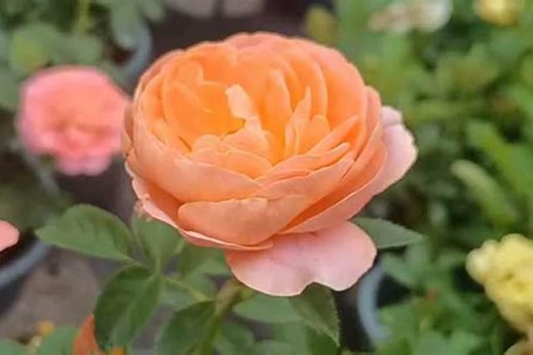 月季花施肥方法怎样给月季花施肥