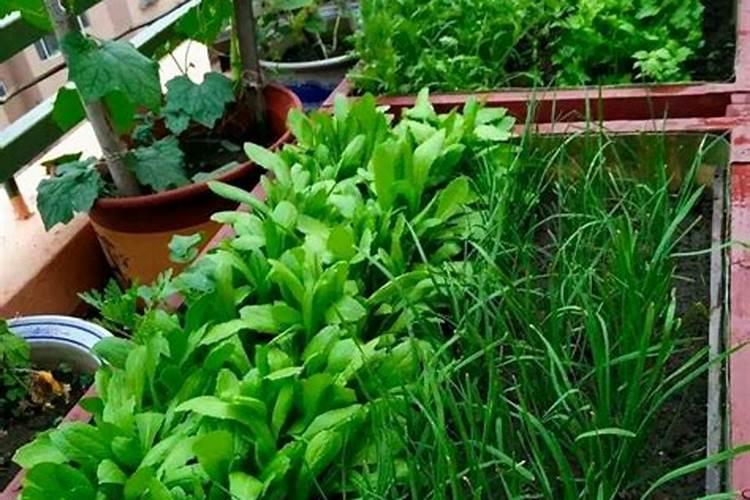 菜苗发芽三四天了可以浇肥料水吗