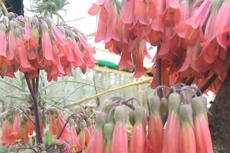 落地生根怎么养才能开花