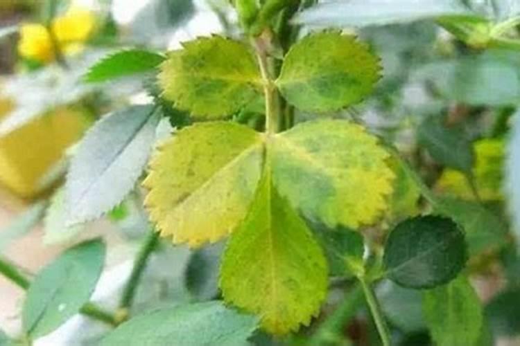 花卉缺肥的几种表现