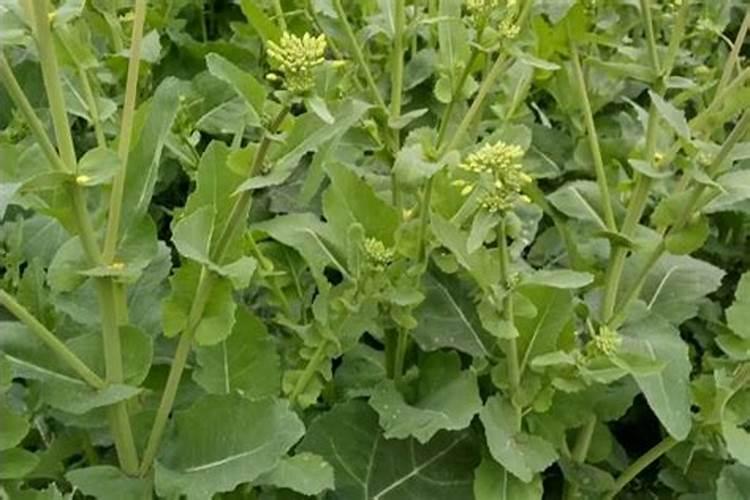 油菜盛花期能否打杀菌农药和施叶面肥