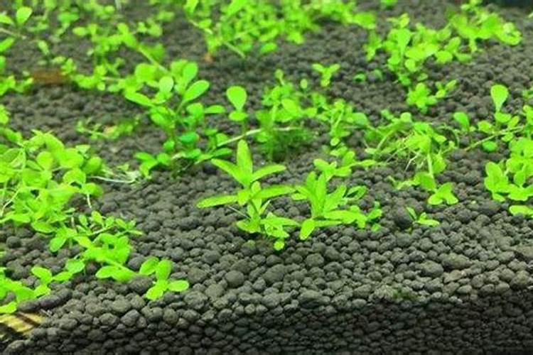 爬地矮珍珠种植技巧爬地矮珍珠种植步骤