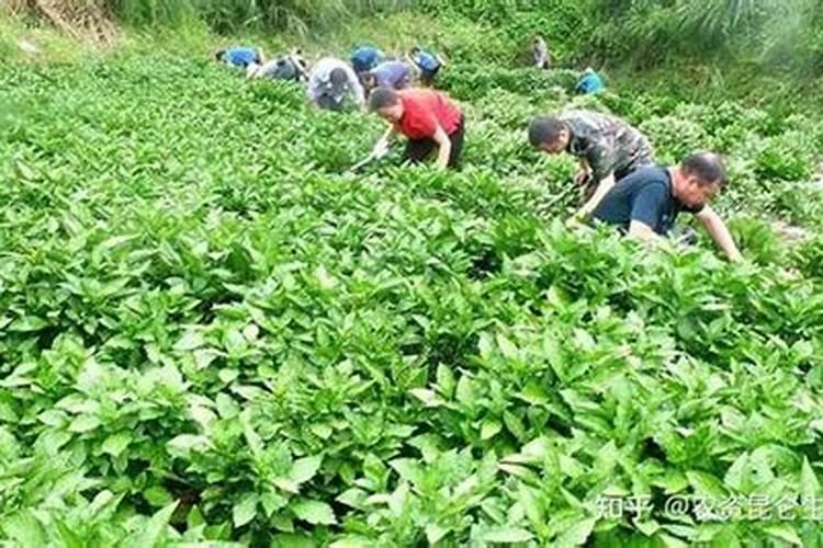 种植板蓝根都用什么肥