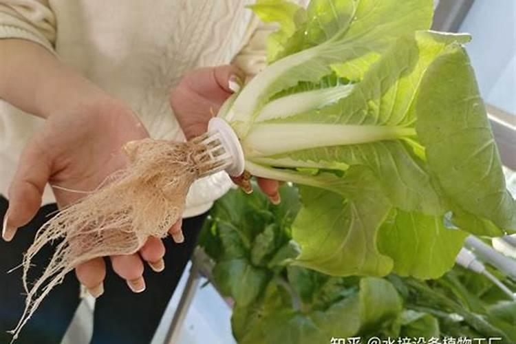 什么蔬菜适合在家水培
