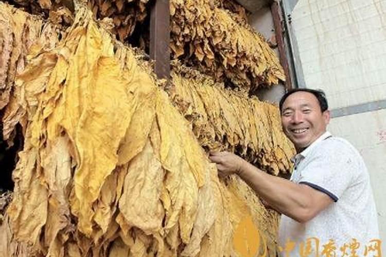 如何搞好嫩黄烟、黑暴烟的烘烤？