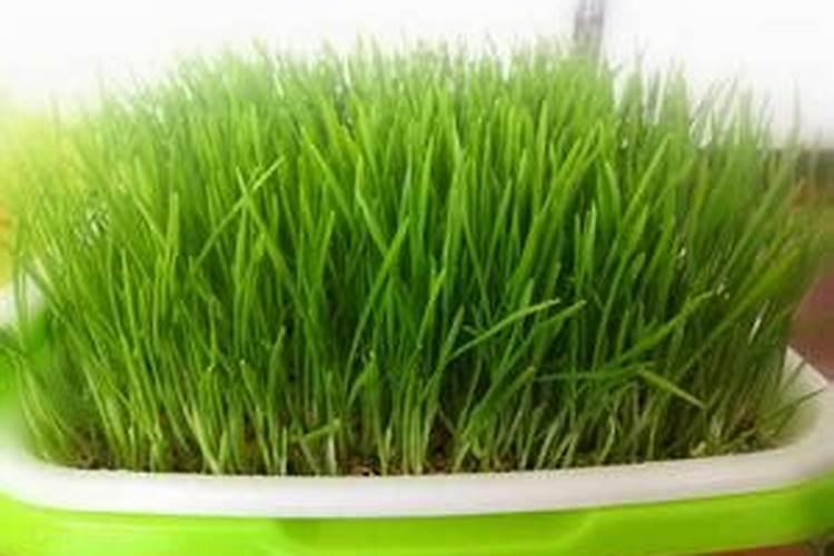 冬小麦现在还能喷叶面肥吗？