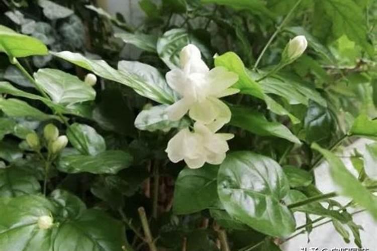 茉莉花大量元素水溶肥用什么好