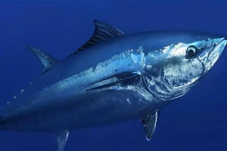 什么鱼蛋白质含量高？