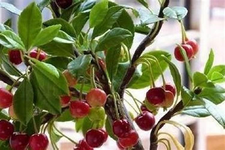 樱桃树花前花后施什么肥好