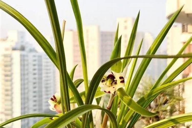 烂菜叶烂扔到菜地里能当肥料吗